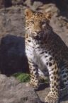 Meiki (Amur Leopard)