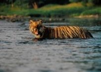 Sasha (Bengal Tiger)