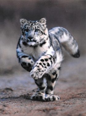 Kayla (Snow Leopard)