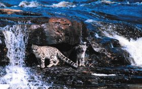 Jetta & Yetti (Snow Leopards)