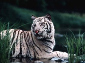 Tari (White Bengal Tiger)