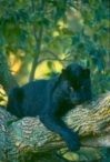 Vultar (Black Asian Leopard)