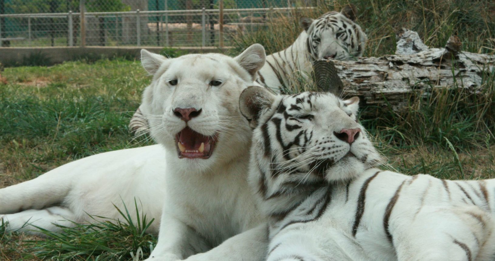 Three white tigers lay together.