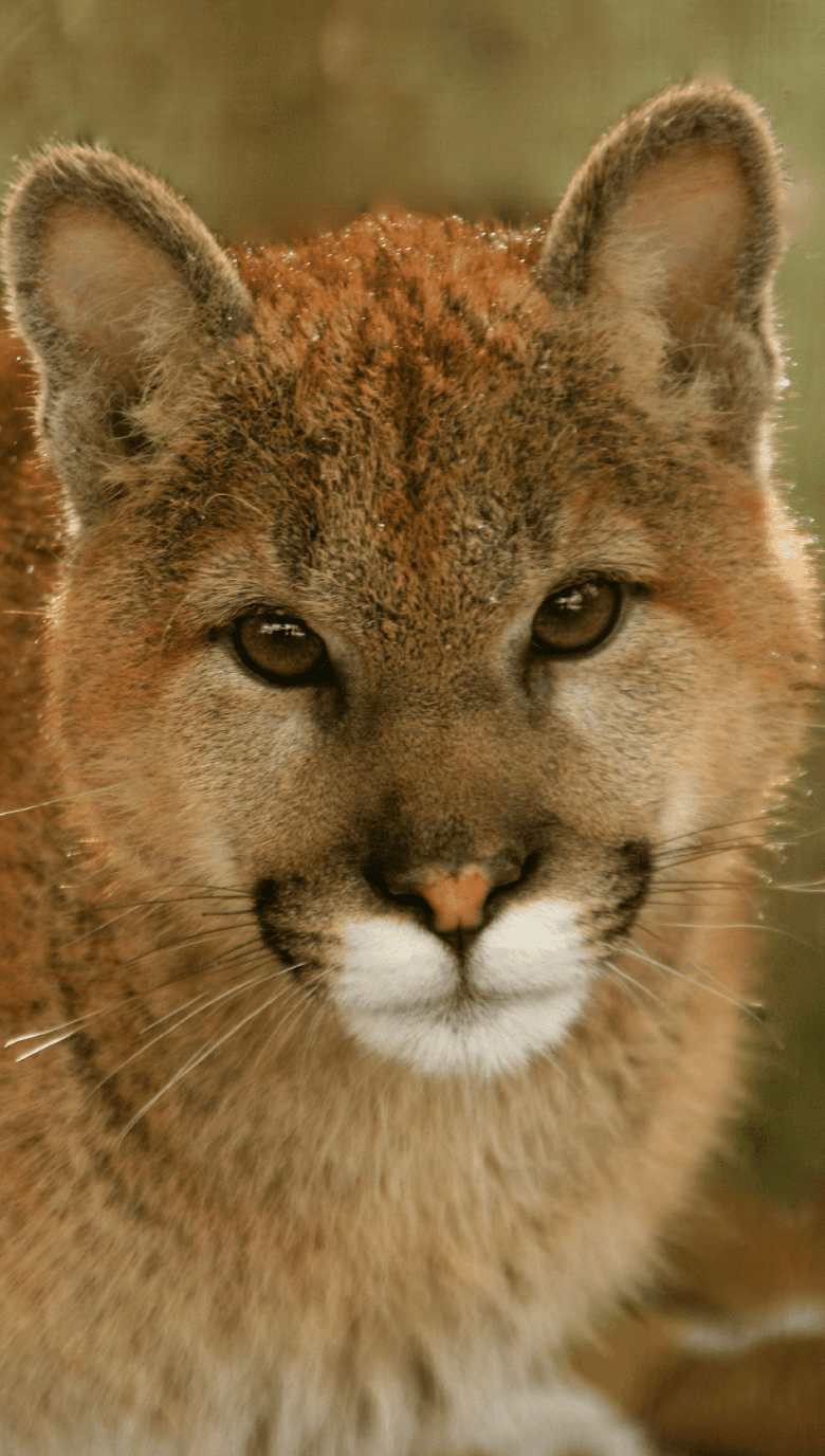 Pumas | Great Cats World Park