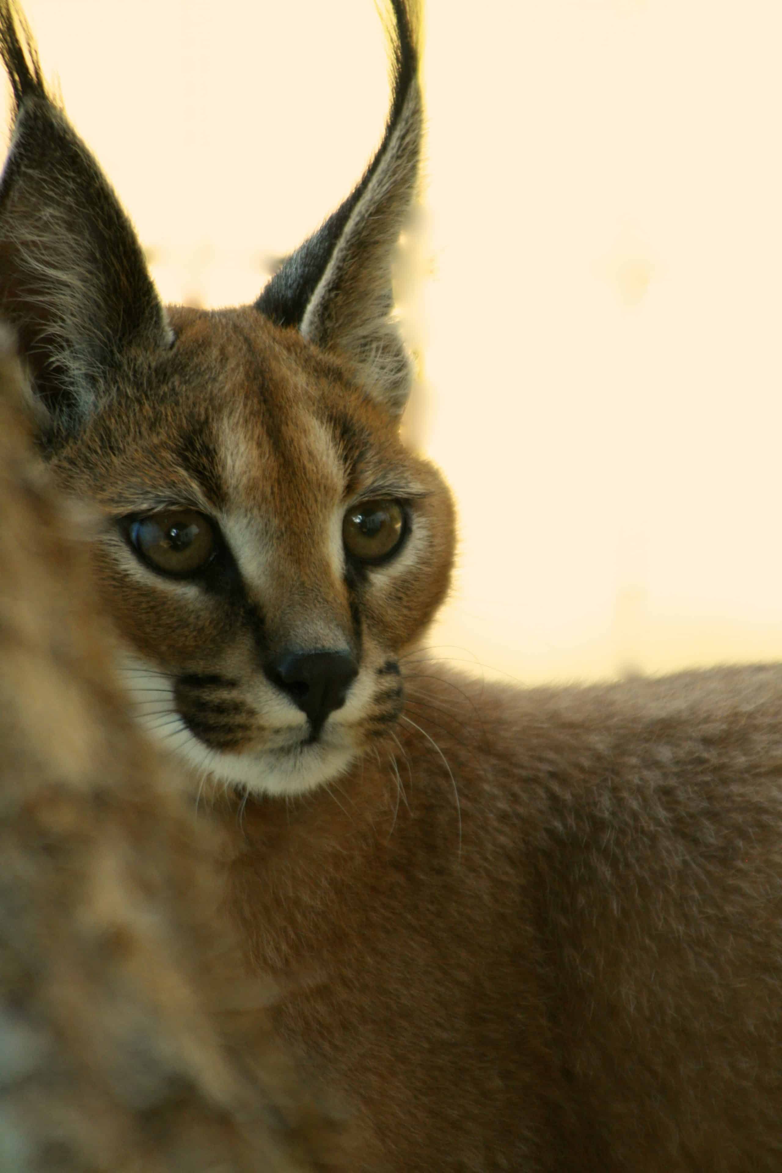 Caracals | Great Cats World Park